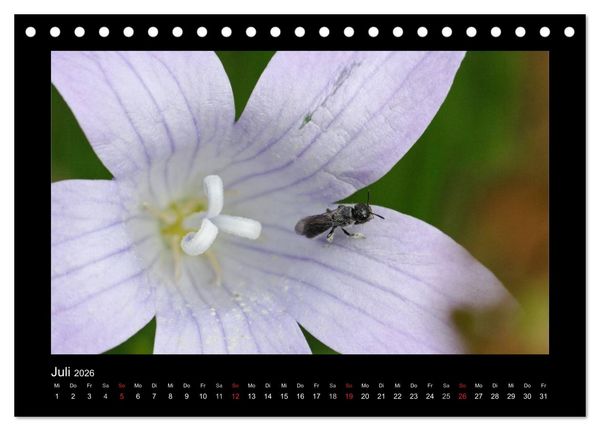 Produktbild: Die Wildbienen Deutschlands (Tischkalender 2026 DIN A5 quer), CALVENDO Monatskalender