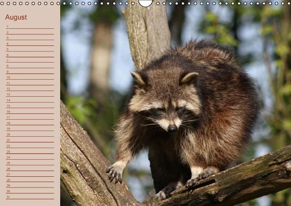Produktbild: Waschb&auml;ren / Geburtstagskalender (Wandkalender immerw&auml;hrend DIN A3 quer)