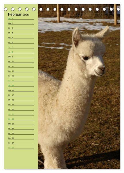 Produktbild: Alpakas zum Knuddeln gerne (Tischkalender 2026 DIN A5 hoch), CALVENDO Monatskalender