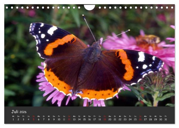 Produktbild: Wundersch&ouml;ne Schmetterlinge (Wandkalender 2026 DIN A4 quer), CALVENDO Monatskalender