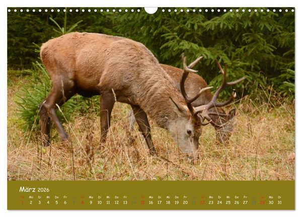 Produktbild: Begegnungen. DER HIRSCH (Wandkalender 2026 DIN A3 quer), CALVENDO Monatskalender