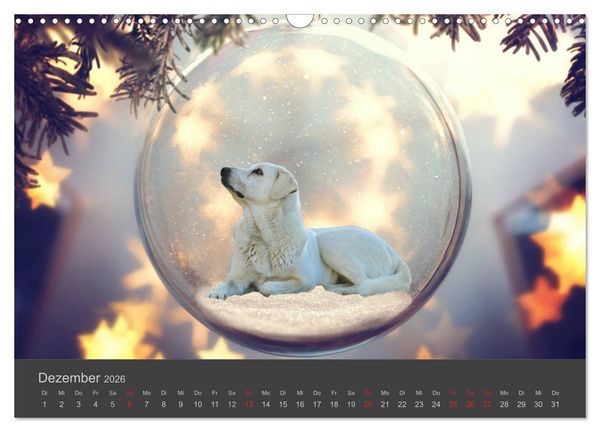 Produktbild: HUNDE LEBEN IST BUNT (Wandkalender 2026 DIN A3 quer), CALVENDO Monatskalender