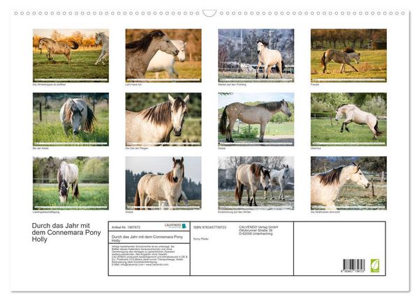 Produktbild: Durch das Jahr mit dem Connemara Pony Holly (Wandkalender 2026 DIN A2 quer), CALVENDO Monatskalender