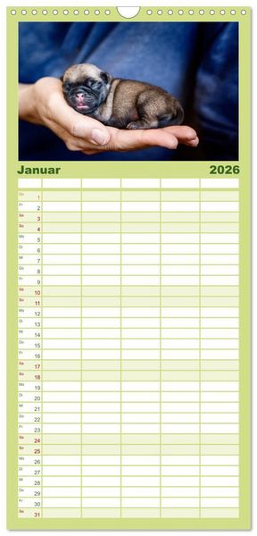 Produktbild: Familienplaner 2026 - Mopswelpen mit 5 Spalten (Wandkalender, 21 x 45 cm) CALVENDO