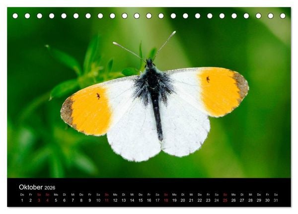 Produktbild: Schmetterlinge (Tischkalender 2026 DIN A5 quer), CALVENDO Monatskalender