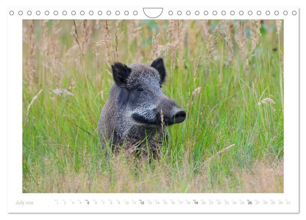 Produktbild: Wild Boars (Wall Calendar 2026 DIN A4 landscape), CALVENDO 12 Month Wall Calendar