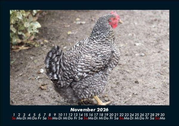 Produktbild: Tiere auf dem Bauernhof 2026 Fotokalender DIN A5
