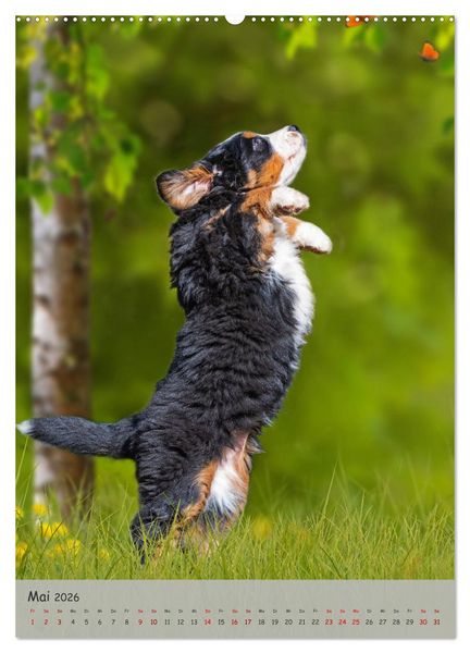 Produktbild: Berner Sennenhund - Ein Hund f&uuml;r alle F&auml;lle (Wandkalender 2026 DIN A2 hoch), CALVENDO Monatskalender