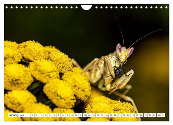 Produktbild: Queens of the Insect World (Wall Calendar 2026 DIN A4 landscape), CALVENDO 12 Month Wall Calendar