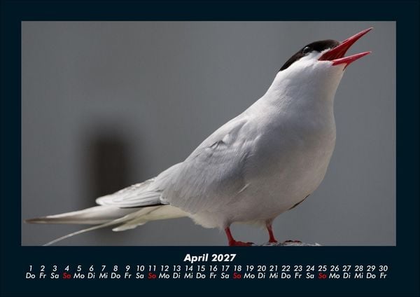 Produktbild: Welt der V&ouml;gel 2027 Fotokalender DIN A4