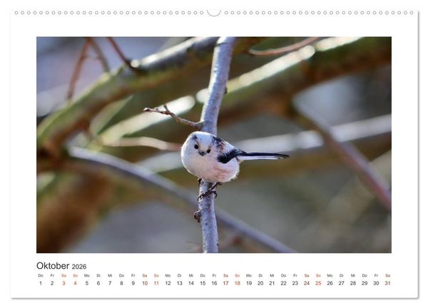 Produktbild: Gefiederte Garteng&auml;ste, Schwanzmeisen (hochwertiger Premium Wandkalender 2026 DIN A2 quer), Kunstdruck in Hochglanz