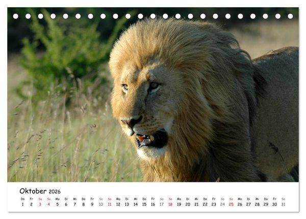 Produktbild: L&ouml;wen Impressionen (Tischkalender 2026 DIN A5 quer), CALVENDO Monatskalender