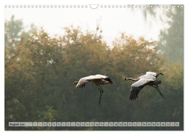 Produktbild: Kraniche auf dem Weg nach S&uuml;den (Wandkalender 2026 DIN A3 quer), CALVENDO Monatskalender