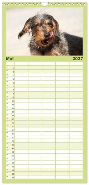 Produktbild: Familienplaner 2027 - Liebenswerte Rabauken - Rauhaardackel mit 5 Spalten (Wandkalender, 21 x 45 cm) CALVENDO