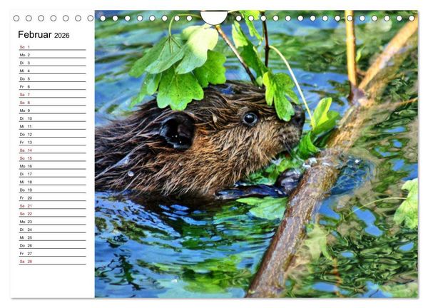 Produktbild: Das Familienleben der Biber (Wandkalender 2026 DIN A4 quer), CALVENDO Monatskalender