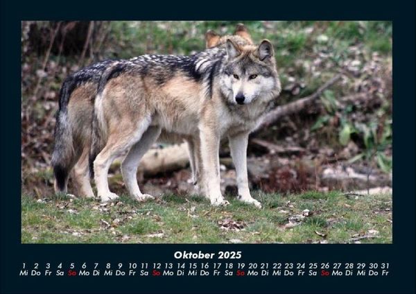 Produktbild: Tiere in der Wildnis 2025 Fotokalender DIN A4