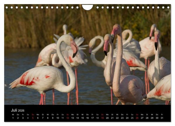 Produktbild: Flamingos der Camargue 2026 (Wandkalender 2026 DIN A4 quer), CALVENDO Monatskalender