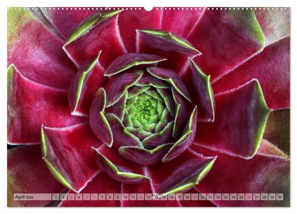 Produktbild: Sempervivum - Hauswurz (Wandkalender 2026 DIN A2 quer), CALVENDO Monatskalender