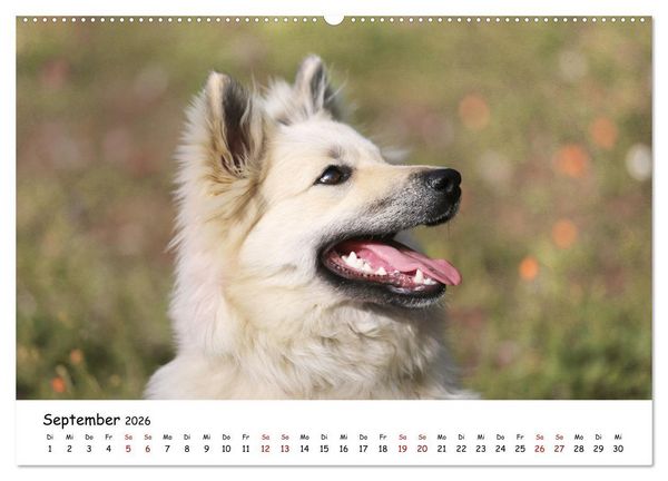 Produktbild: Islandhunde (Wandkalender 2026 DIN A2 quer), CALVENDO Monatskalender