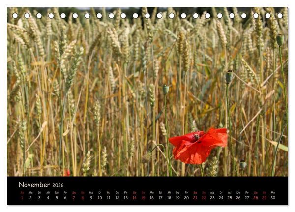 Produktbild: Just Mohn (Tischkalender 2026 DIN A5 quer), CALVENDO Monatskalender