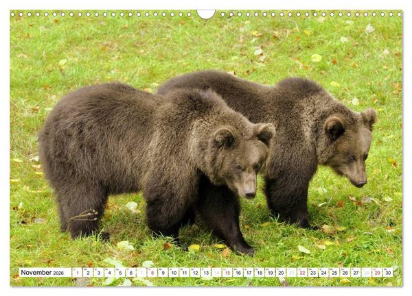 Produktbild: Nachwuchs in der Tierwelt (Wandkalender 2026 DIN A3 quer), CALVENDO Monatskalender