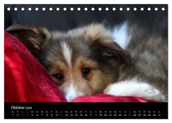 Produktbild: Shelties 2026 (Tischkalender 2026 DIN A5 quer), CALVENDO Monatskalender