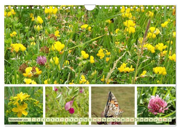 Produktbild: Bl&uuml;tenmeer am Wegesrand (Wandkalender 2026 DIN A4 quer), CALVENDO Monatskalender