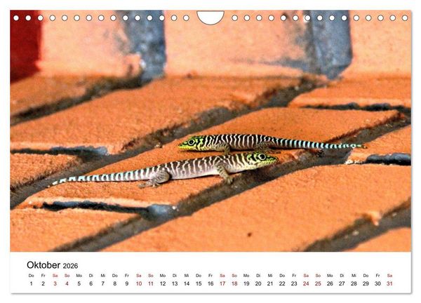 Produktbild: Tiere Madagaskars (Wandkalender 2026 DIN A4 quer), CALVENDO Monatskalender