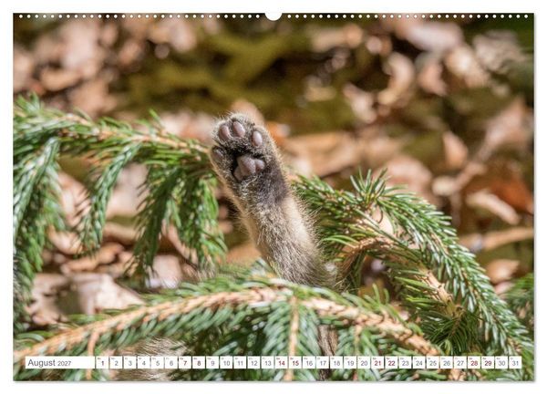 Produktbild: Wildkatzen - die anmutigsten Raubiere in Europa. (Wandkalender 2027 DIN A2 quer), CALVENDO Monatskalender