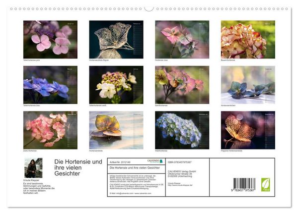Produktbild: Die Hortensie und ihre vielen Gesichter (hochwertiger Premium Wandkalender 2026 DIN A2 quer), Kunstdruck in Hochglanz