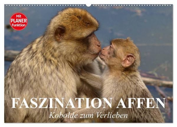 Produktbild: Faszination Affen. Kobolde zum Verlieben (Wandkalender 2026 DIN A2 quer), CALVENDO Monatskalender