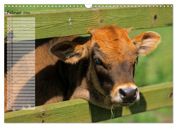 Produktbild: Rinder auf dem Lande (Wandkalender 2026 DIN A3 quer), CALVENDO Monatskalender
