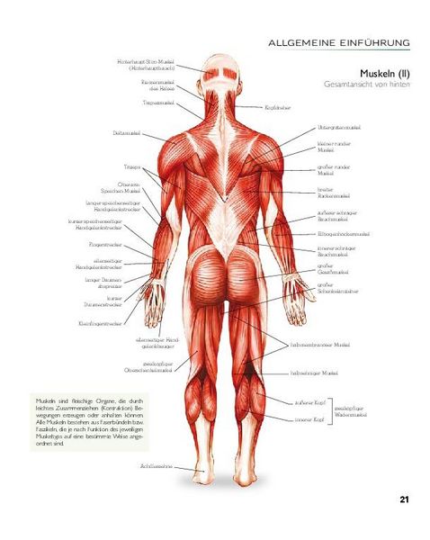 Produktbild: YOGA - Atlas der Anatomie