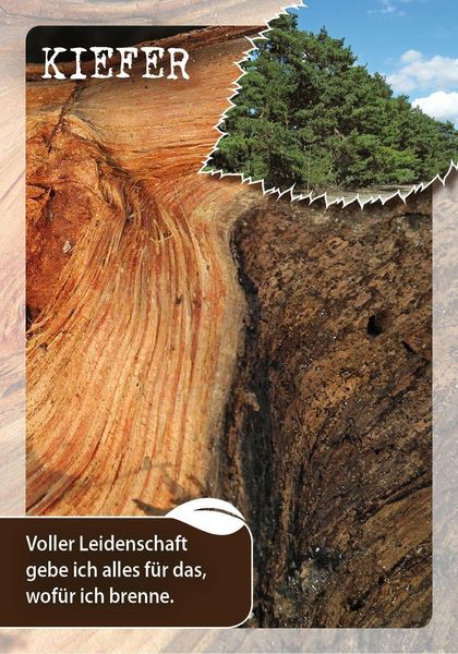 Produktbild: Die Botschaften der B&auml;ume &ndash; Impulse unserer Gef&auml;hrten f&uuml;r jeden Tag