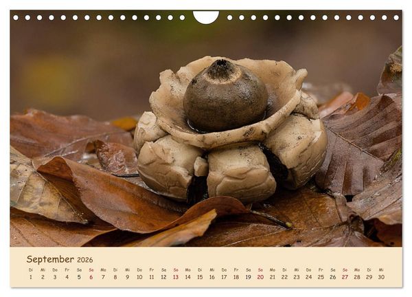 Produktbild: Pilzgalerie - Eindrucksvolle Aufnahmen von unseren heimischen Pilzen (Wandkalender 2026 DIN A4 quer), CALVENDO Monatskalender
