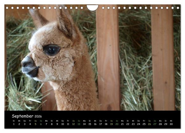 Produktbild: Alpakas zum Verlieben (Wandkalender 2026 DIN A4 quer), CALVENDO Monatskalender