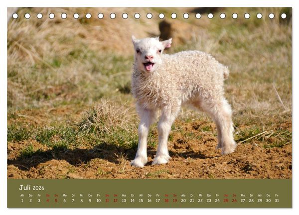 Produktbild: Wolle & H&ouml;rner (Tischkalender 2026 DIN A5 quer), CALVENDO Monatskalender