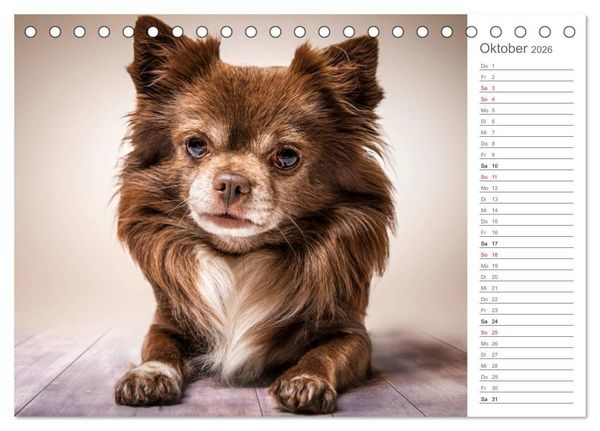 Produktbild: Chihuahua - Die Welt der Kleinen (Tischkalender 2026 DIN A5 quer), CALVENDO Monatskalender