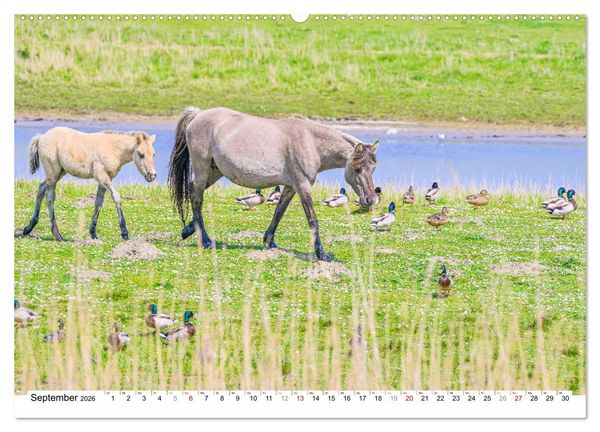 Produktbild: Ein Herz f&uuml;r Wildpferde (hochwertiger Premium Wandkalender 2026 DIN A2 quer), Kunstdruck in Hochglanz