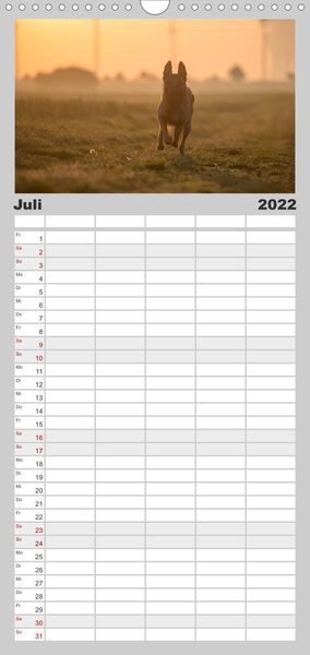Familienplaner Belgische Schäferhunde - Der Malinois im Licht (Wandkalender 2022 , 21 cm x 45 cm, hoch)
