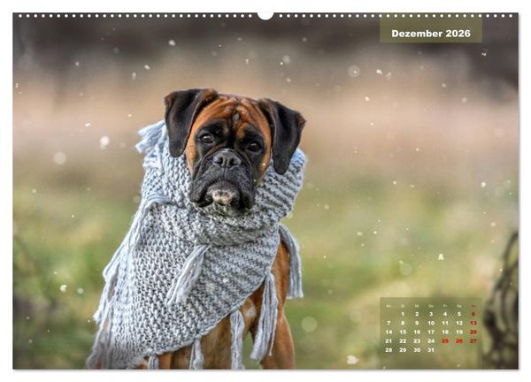 Produktbild: Einmal Boxer - immer Boxer (hochwertiger Premium Wandkalender 2026 DIN A2 quer), Kunstdruck in Hochglanz