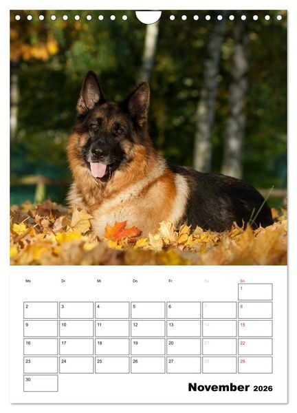 Produktbild: Deutsche Sch&auml;ferhunde - Seelentr&ouml;ster auf vier Pfoten (Wandkalender 2026 DIN A4 hoch), CALVENDO Monatskalender