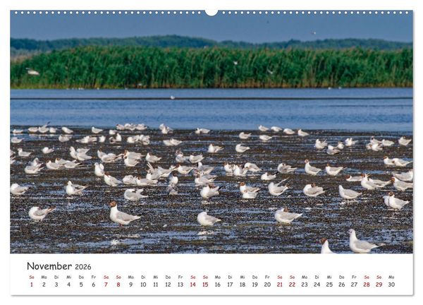 Produktbild: Donau-Delta (Wandkalender 2026 DIN A2 quer), CALVENDO Monatskalender