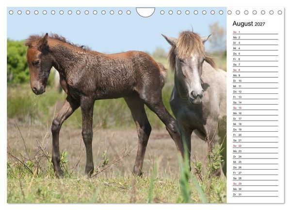 Produktbild: Pferde der Camargue &ndash; Schimmel im Rh&ocirc;nedelta (Wandkalender 2027 DIN A4 quer), CALVENDO Monatskalender