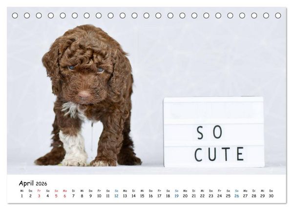 Produktbild: Tierkinder ganz frech (Tischkalender 2026 DIN A5 quer), CALVENDO Monatskalender