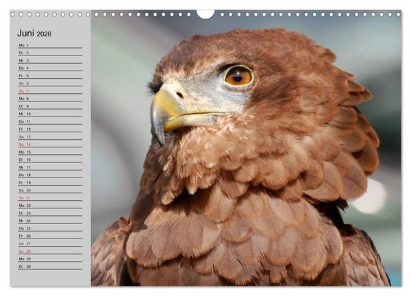 Produktbild: Adler und Greife. K&ouml;nige des Himmels (Wandkalender 2026 DIN A3 quer), CALVENDO Monatskalender