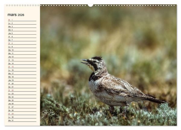 Produktbild: Notre nature sauvage, les passereaux d'Europe (Calendrier mural 2026 DIN A2 vertical), CALVENDO calendrier mensuel
