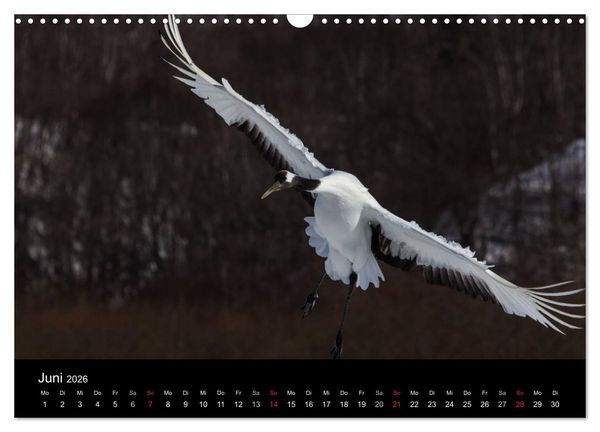 Produktbild: Mandschurenkraniche (Wandkalender 2026 DIN A3 quer), CALVENDO Monatskalender