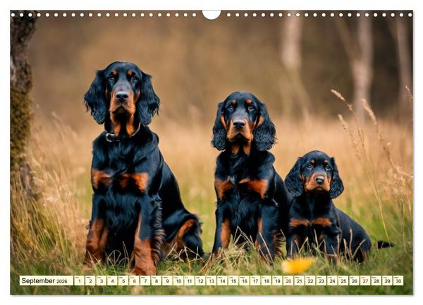 Produktbild: Gordon Setter - elegant powerhouse (Wall Calendar 2026 DIN A3 landscape), CALVENDO 12 Month Wall Calendar