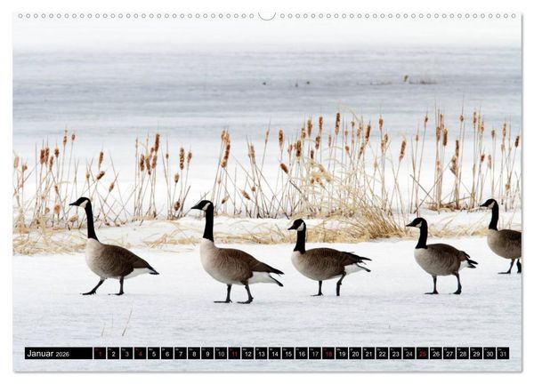 Produktbild: KANADA-GANS - Der 'hupende' Vogel (hochwertiger Premium Wandkalender 2026 DIN A2 quer), Kunstdruck in Hochglanz
